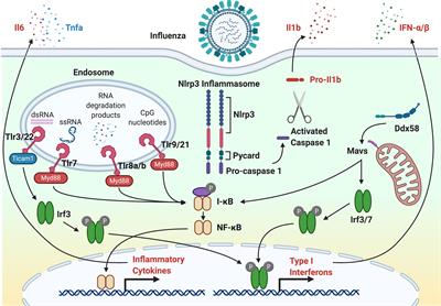 Modeling Virus-Induced Inflammation in Zebrafish: A Balance Between Infection Control and Excessive Inflammation